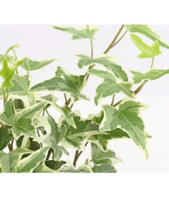 Efeu, Verschiedene Sorten -Pflanzenbedarf Geschäft 7211261 WE DE 004 HederaMixDehnerExpressHerzig