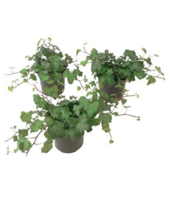 Efeu, Grün -Pflanzenbedarf Geschäft 7211352 BildFS 001 EfeuHedGruenenSorten