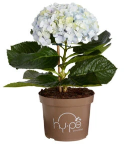 Bauern-Hortensie 'Avantgarde', Blau -Pflanzenbedarf Geschäft 7220155 WE FS 001 HydrangeaMacrophyllaAvantgardeBlauHortensie5LDehnerExpressZS