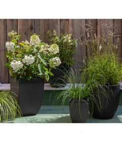 Rotstielige Rispen-Hortensie -Pflanzenbedarf Geschäft 7225089 WE MO 002 Hortensien GC11 2020