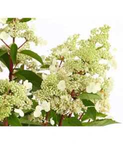 Rotstielige Rispen-Hortensie -Pflanzenbedarf Geschäft 7225550 PR DE 001 HortensieHydrangeaComtesseBlanche5LDehnerExpressHerzig