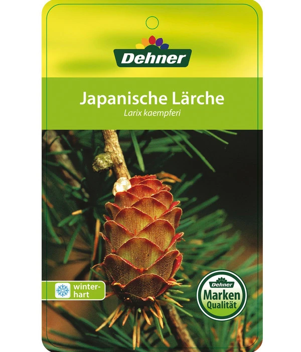 Japanische Lärche 5 Japanische Lärche – Bild 3