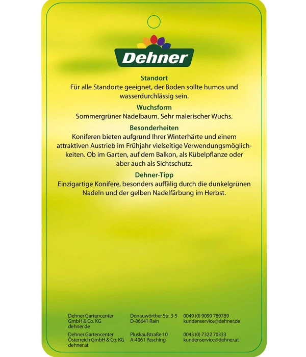 Japanische Lärche 6 Japanische Lärche – Bild 4