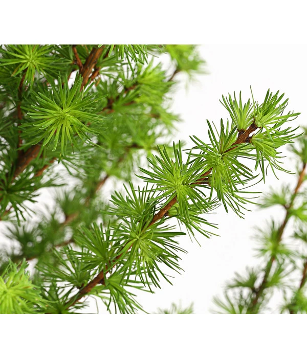 Japanische Lärche 4 Japanische Lärche – Bild 2