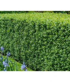 10 Meter Gemeiner Liguster, 30 X Ca. 100-150 Cm 6 10 Meter Gemeiner Liguster, 30 X Ca. 100-150 Cm -Pflanzenbedarf Geschäft 7266174 WE MO 001 Liguster