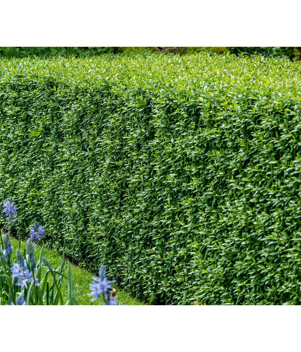 10 Meter Gemeiner Liguster, 30 X Ca. 100-150 Cm 4 10 Meter Gemeiner Liguster, 30 X Ca. 100-150 Cm – Bild 2