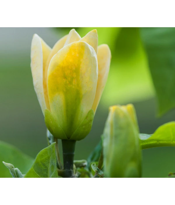 Duft-Magnolie 'Yellow Bird' 3 Duft-Magnolie 'Yellow Bird'