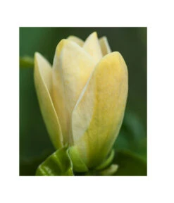 Duft-Magnolie 'Yellow Bird' 9 Duft-Magnolie 'Yellow Bird' -Pflanzenbedarf Geschäft 7275860 PR DE 002 MagnoliaYellowBirdLucknerRetRet
