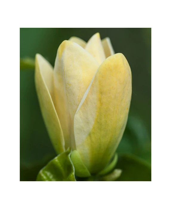 Duft-Magnolie 'Yellow Bird' 6 Duft-Magnolie 'Yellow Bird' – Bild 4