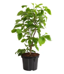 Duft-Magnolie 'Yellow Bird' 7 Duft-Magnolie 'Yellow Bird' -Pflanzenbedarf Geschäft 7275860 PR FS 001 MagnolieMagnoliaYellowBird10LDehnerExpressHerzig