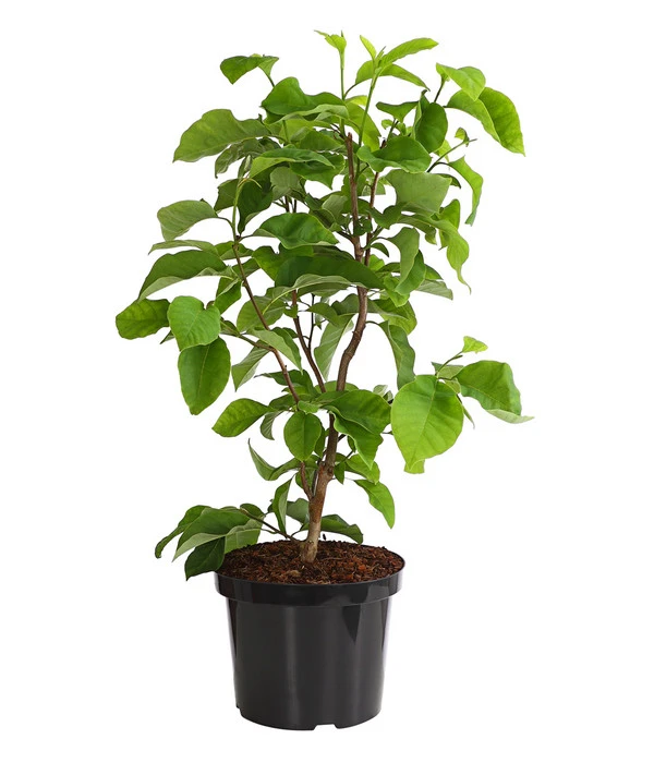 Duft-Magnolie 'Yellow Bird' 4 Duft-Magnolie 'Yellow Bird' – Bild 2