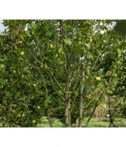 Duft-Magnolie 'Yellow Bird' 8 Duft-Magnolie 'Yellow Bird' -Pflanzenbedarf Geschäft 7275860 PR MO 001 MagnoliaYellowBirdLucknerRet