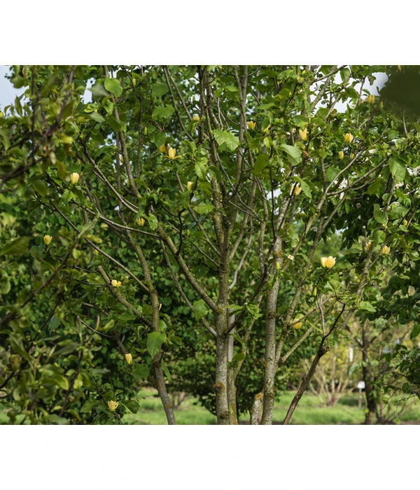 Duft-Magnolie 'Yellow Bird' 5 Duft-Magnolie 'Yellow Bird' – Bild 3