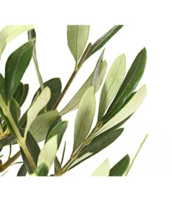 Olive, Busch -Pflanzenbedarf Geschäft 7296908 WE DE 001 OleaEuropaeaT16DehnerExpressHerzig