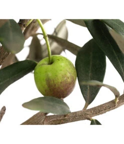 Olive, Busch -Pflanzenbedarf Geschäft 7296908 WE DE 001 OliveEuropeaT15