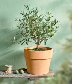 Olive, Busch -Pflanzenbedarf Geschäft 7296908 WE MO 001 OleaOlivenbuschT16