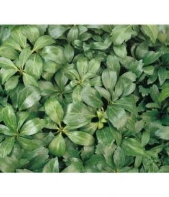 Schattengrün 8 Schattengrün -Pflanzenbedarf Geschäft 7298284 BildD 001 SchattengruenDickmaennchenPachysandraPachysandra