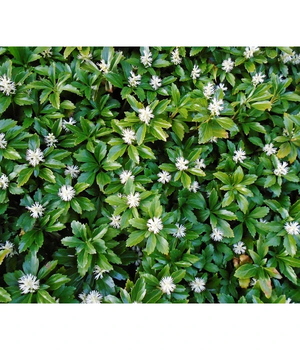 Schattengrün 3 Schattengrün