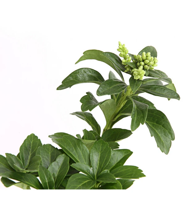 Schattengrün 6 Schattengrün – Bild 4