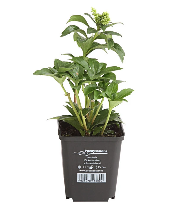 Schattengrün 4 Schattengrün – Bild 2