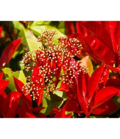 Purpur-Glanzmispel 'Glanzkopf' 6 Purpur-Glanzmispel 'Glanzkopf' -Pflanzenbedarf Geschäft 7305345 WE MO 003 PhotiniaGlanzmispelGlanzkopf Pixabay