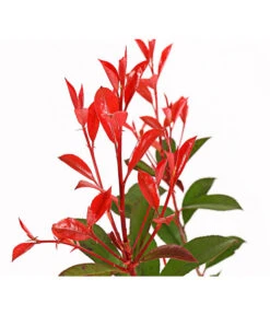 Purpur-Glanzmispel 'Glanzkopf' 7 Purpur-Glanzmispel 'Glanzkopf' -Pflanzenbedarf Geschäft 7306111 WE DE 001 PhotiniaGlanzmispelGlanzkopf5LDehnerExpressHerzig