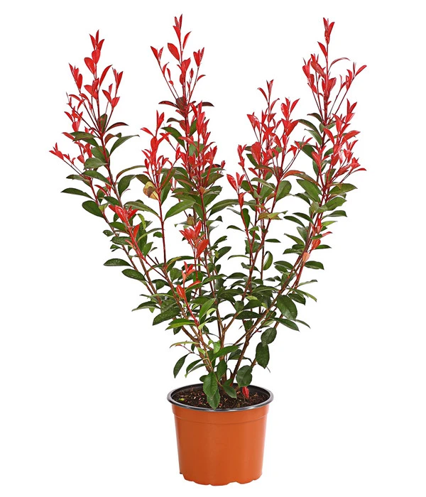 Purpur-Glanzmispel 'Glanzkopf' 3 Purpur-Glanzmispel 'Glanzkopf'