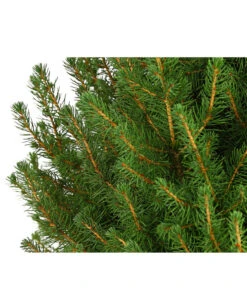 Zuckerhutfichte 'Conica' -Pflanzenbedarf Geschäft 7315047 PR DE 001 PiceaZuckerhutfichteGlauceConica75LDehnerExpressHerzig