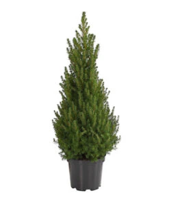 Zuckerhutfichte 'Conica'