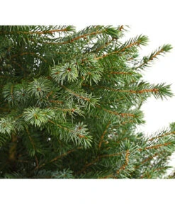 Serbische Fichte, Ca. 70-80 Cm, Im Topf Gewachsen 6 Serbische Fichte, Ca. 70-80 Cm, Im Topf Gewachsen -Pflanzenbedarf Geschäft 7315864 WE DE 001 PiceaOmorikaSerbischeFichteContainer4LiterDehnerExpressHerzig