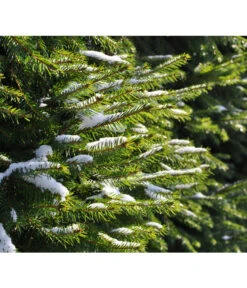 Serbische Fichte, Ca. 70-80 Cm, Im Topf Gewachsen 7 Serbische Fichte, Ca. 70-80 Cm, Im Topf Gewachsen -Pflanzenbedarf Geschäft 7315864 WE MO 001 PiceaOmorika Pixabay