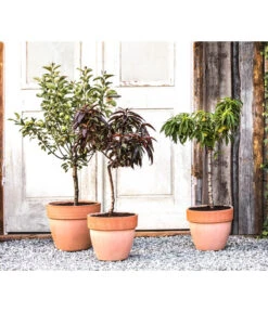 Zwergapfel 'Galina' -Pflanzenbedarf Geschäft 7357239 WE MO 001 PrunCistenaAllgreen