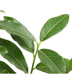 Kirschlorbeer 'Genolia' 5 Kirschlorbeer 'Genolia' -Pflanzenbedarf Geschäft 7358575 PR DE 001 PrunusLaurocerasusGenoliaKirschlorbeerDehnerExpressHerzig