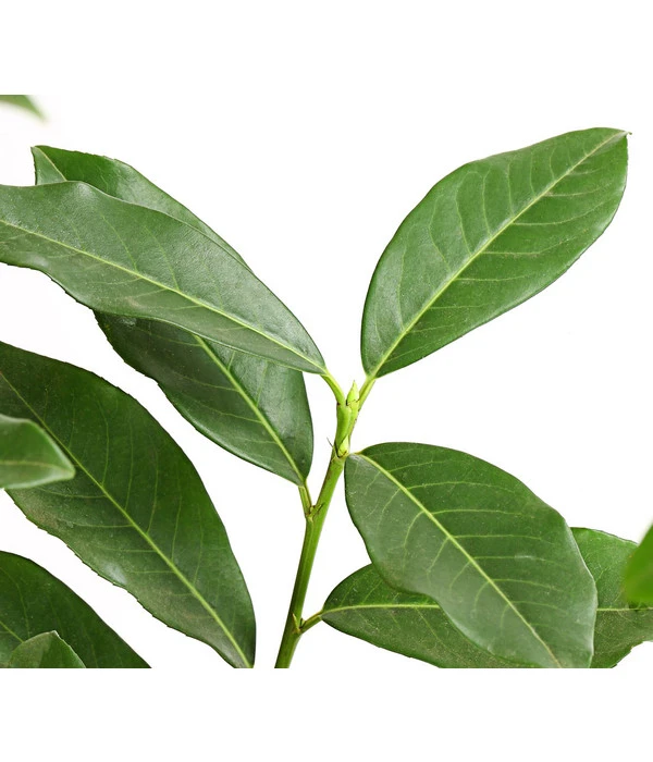 Kirschlorbeer 'Genolia' 4 Kirschlorbeer 'Genolia' – Bild 2