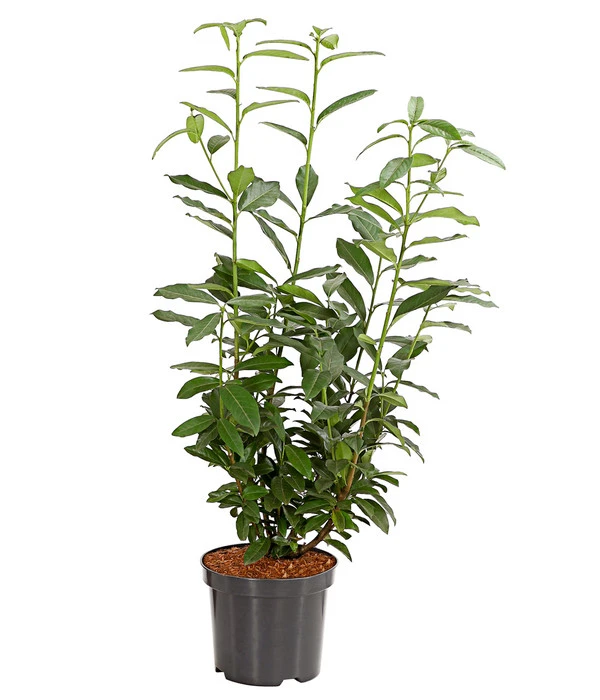 Kirschlorbeer 'Genolia' 3 Kirschlorbeer 'Genolia'