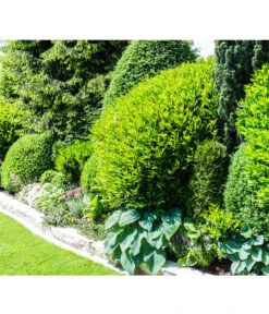 Kaukasischer Kirschlorbeer 'Caucasica' -Pflanzenbedarf Geschäft 7359359 PR MO 001 PrunusLaurocerasusCaucasicaKirschlorbeerGWLucknerMai2017