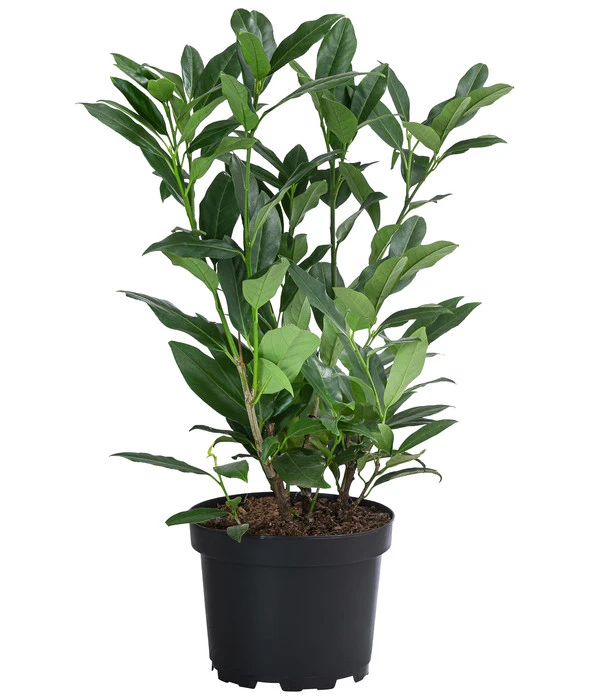 2-3 Meter Kirschlorbeer 'Herbergii', 10 X Ca. 60-70 Cm 4 2-3 Meter Kirschlorbeer 'Herbergii', 10 X Ca. 60-70 Cm – Bild 2