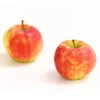 Herbstapfel 'Elstar' -Pflanzenbedarf Geschäft 7369164 WE DE 005 ApfelElstarDehnerExpressHerzig
