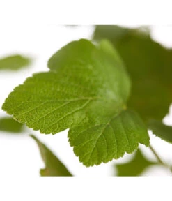 Blut-Johannisbeere 'King Edward VII' 9 Blut-Johannisbeere 'King Edward VII' -Pflanzenbedarf Geschäft 7453749 WE DE 001 RibesSanguineumKingEdwardVIIJohannisbeere3LDehnerExpressZS