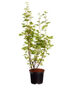 Blut-Johannisbeere 'King Edward VII' 7 Blut-Johannisbeere 'King Edward VII' -Pflanzenbedarf Geschäft 7453749 WE FS 001 RibesSanguineumKingEdwardVIIJohannisbeere3LDehnerExpressZS