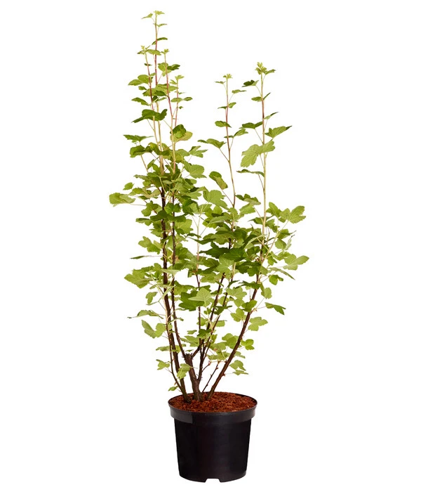 Blut-Johannisbeere 'King Edward VII' 4 Blut-Johannisbeere 'King Edward VII' – Bild 2