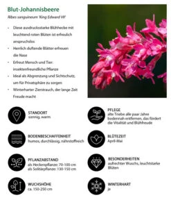 Blut-Johannisbeere 'King Edward VII' 8 Blut-Johannisbeere 'King Edward VII' -Pflanzenbedarf Geschäft 7453749 WE IG 001 BlutJohannisbeere