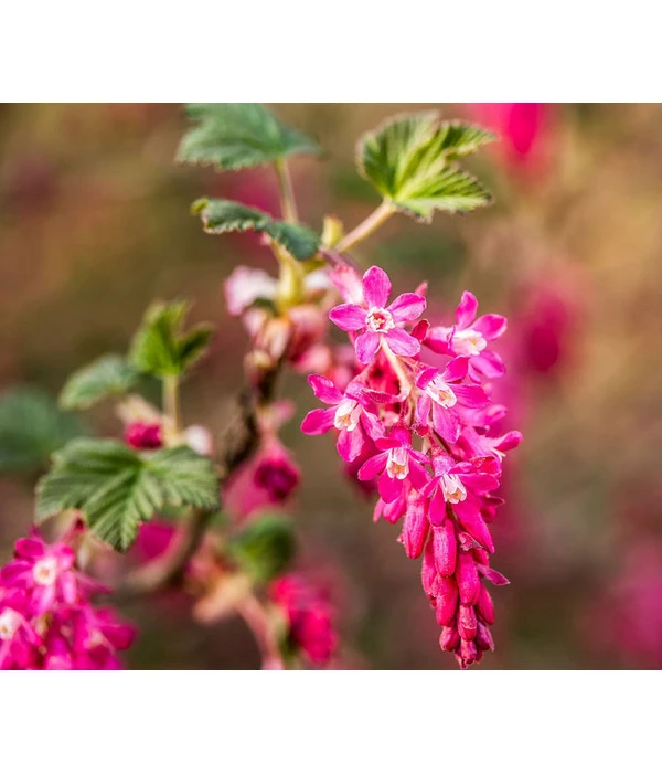 Blut-Johannisbeere 'King Edward VII' 3 Blut-Johannisbeere 'King Edward VII'