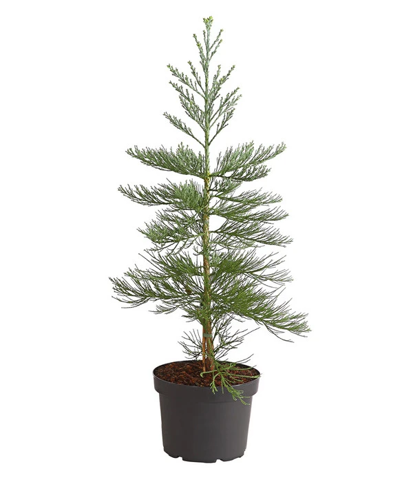 Bergmammutbaum - Wellingtonie 'Glaucum' 3 Bergmammutbaum - Wellingtonie 'Glaucum'