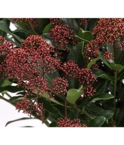 Blütenskimmie 'Rubesta Optima' 7 Blütenskimmie 'Rubesta Optima' -Pflanzenbedarf Geschäft 7472301 WE DE 001 SkimmiaSkimmieJaponicaRubestaOptima10LDehnerExpressHerzig