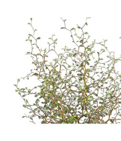 Schnurbaum 'Little Baby' -Pflanzenbedarf Geschäft 7473648 PR DE 001 SchnurbaumSophoraLittleBaby2LDehnerExpressHerzig