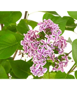 Edelflieder 'Sensation' -Pflanzenbedarf Geschäft 7495070 WE DE 001 SyringaVulgarisSensationDehnerExpressHerzig