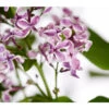 Edelflieder 'Sensation' -Pflanzenbedarf Geschäft 7495070 WE DE 001 SyringaVulgarisSensationFlieder5LDehnerExpressHerzig