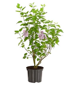 Edelflieder 'Sensation' -Pflanzenbedarf Geschäft 7495070 WE FS 001 SyringaVulgarisSensationDehnerExpressHerzig