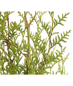 7 Meter Lebensbaum 'Brabant', 20 X Ca. 100-125 Cm -Pflanzenbedarf Geschäft 7511009 WE DE 001 LebensbaumThujaOccidentalisBrabant3L